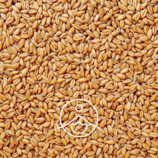 xwheat-germ.jpg.pagespeed.ic.RoouLUopgi