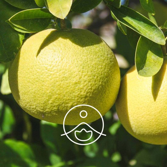 xwhite-grapefruit-organic.jpg.pagespeed.ic.ZkXWIbArW7