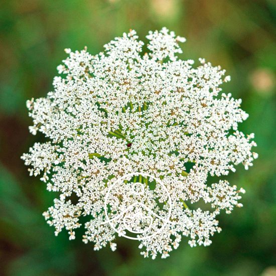 xwild-carrot-organic.jpg.pagespeed.ic.YGTxr7OeT2
