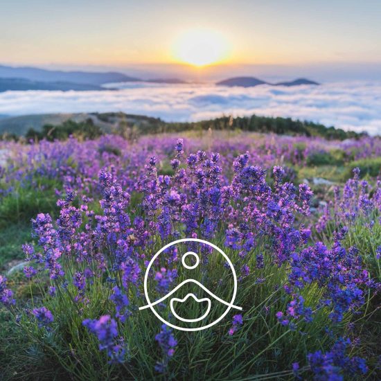 xwild-lavender-vera-organic.jpg.pagespeed.ic.VshYSv07nL