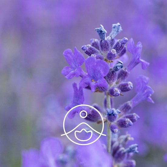 xwild-lavender-vera-organic.jpg.pagespeed.ic.jqyU4Kehon