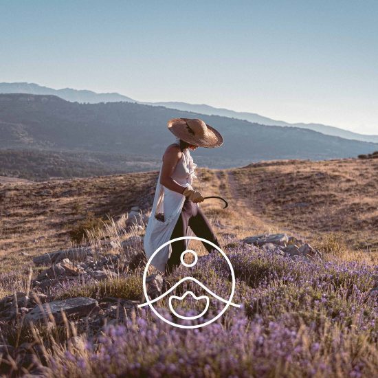 xwild-lavender-vera-organic.jpg.pagespeed.ic.y2R1LlA_o0