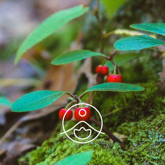 xwintergreen-organic.jpg.pagespeed.ic.CaiRY8sC6D