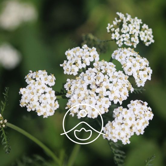 xyarrow-organic-fle002.jpg.pagespeed.ic.aDI_-QMGxR