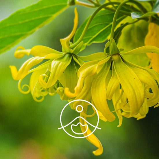 xylang-ylang-complete-organic.jpg.pagespeed.ic.NGN0OxfXA7