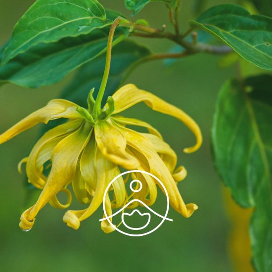 xylang-ylang-extra-organic.jpg.pagespeed.ic.FGUG_9l5yO
